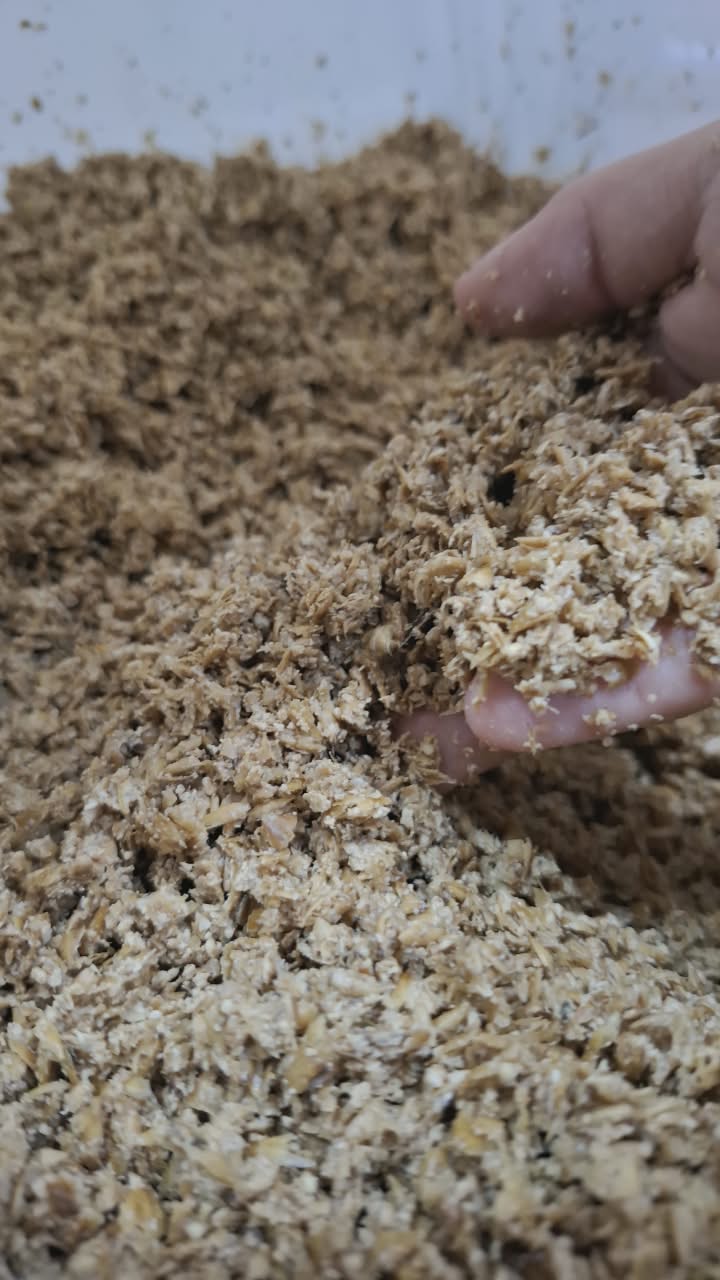 Bagaço de malte para nutrição animal